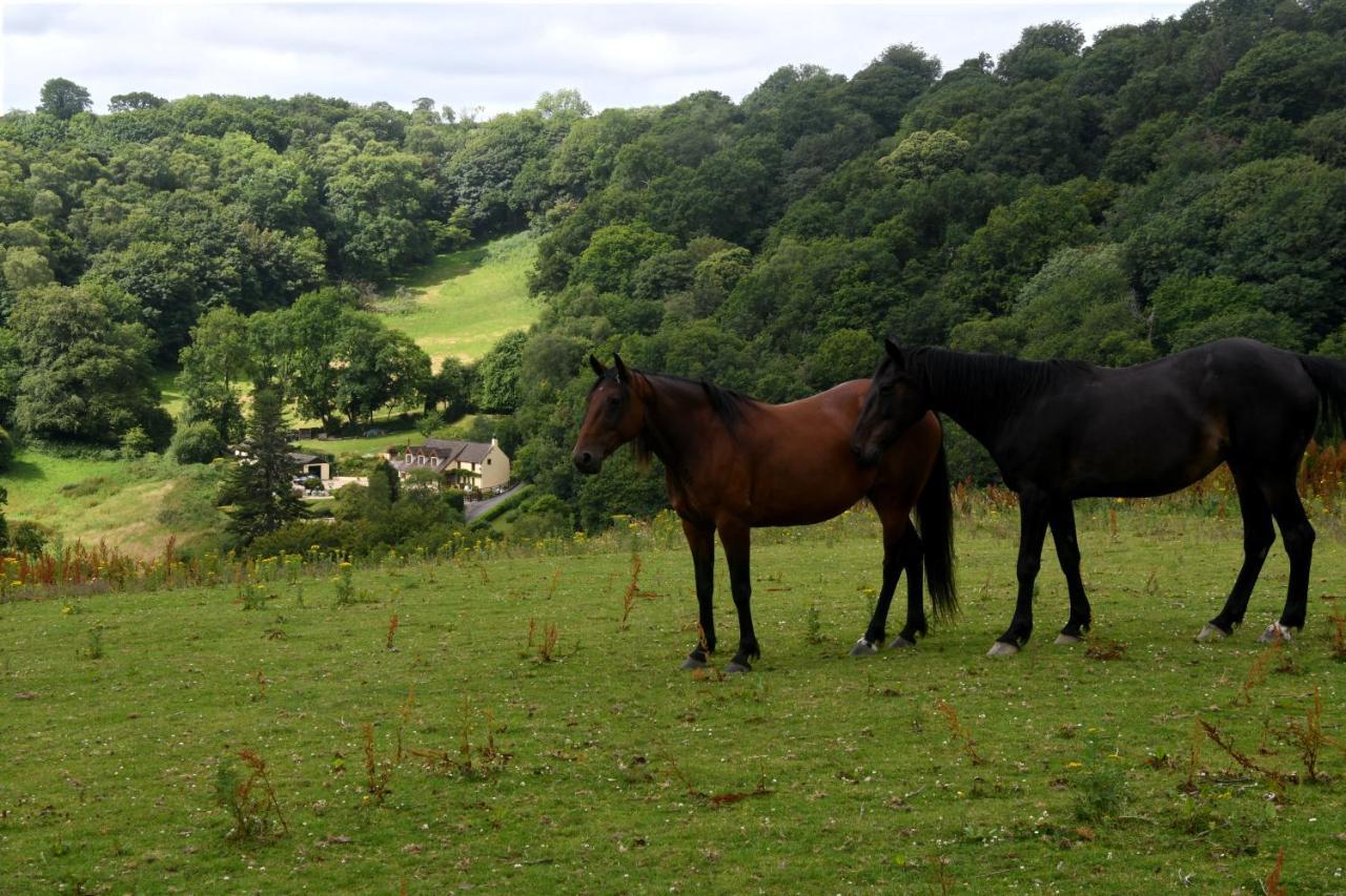 Ty Twt - Complete Holiday Home Llandysul Buitenkant foto