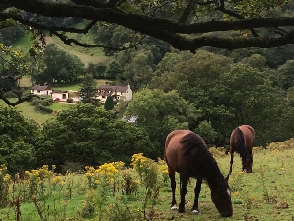 Ty Twt - Complete Holiday Home Llandysul Buitenkant foto